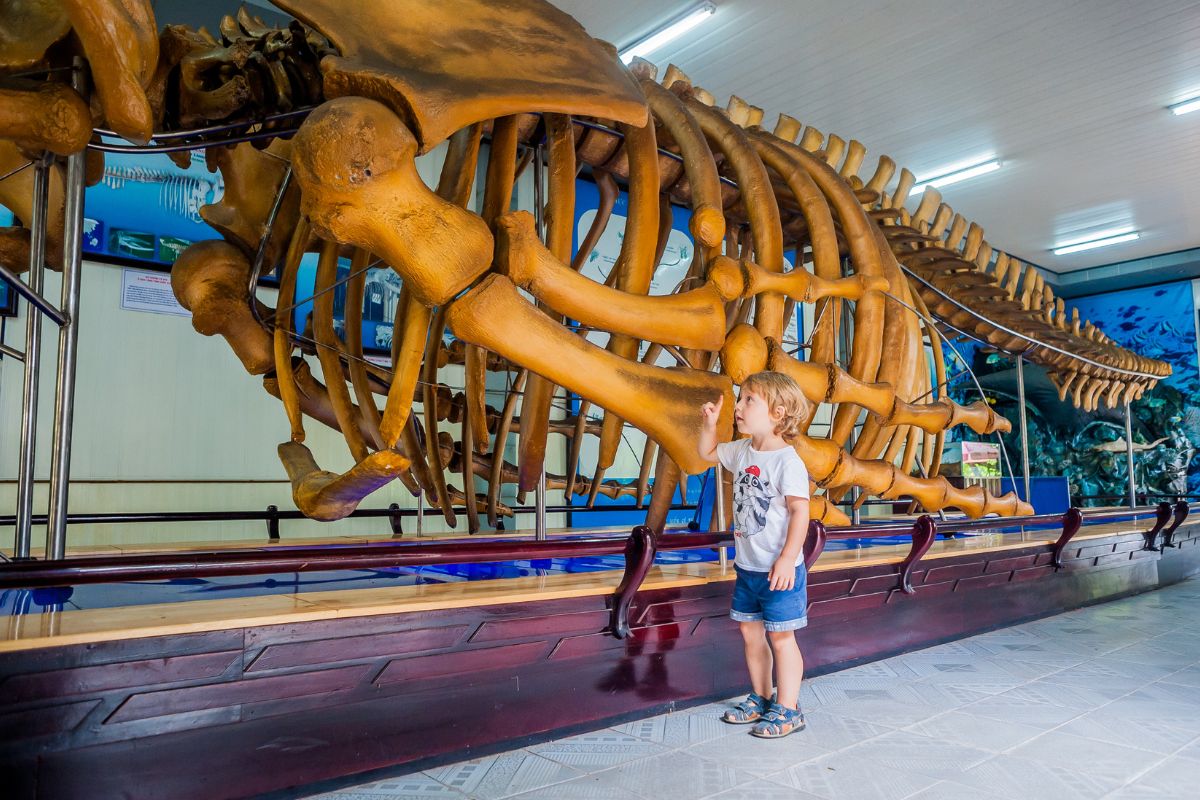whale skeleton