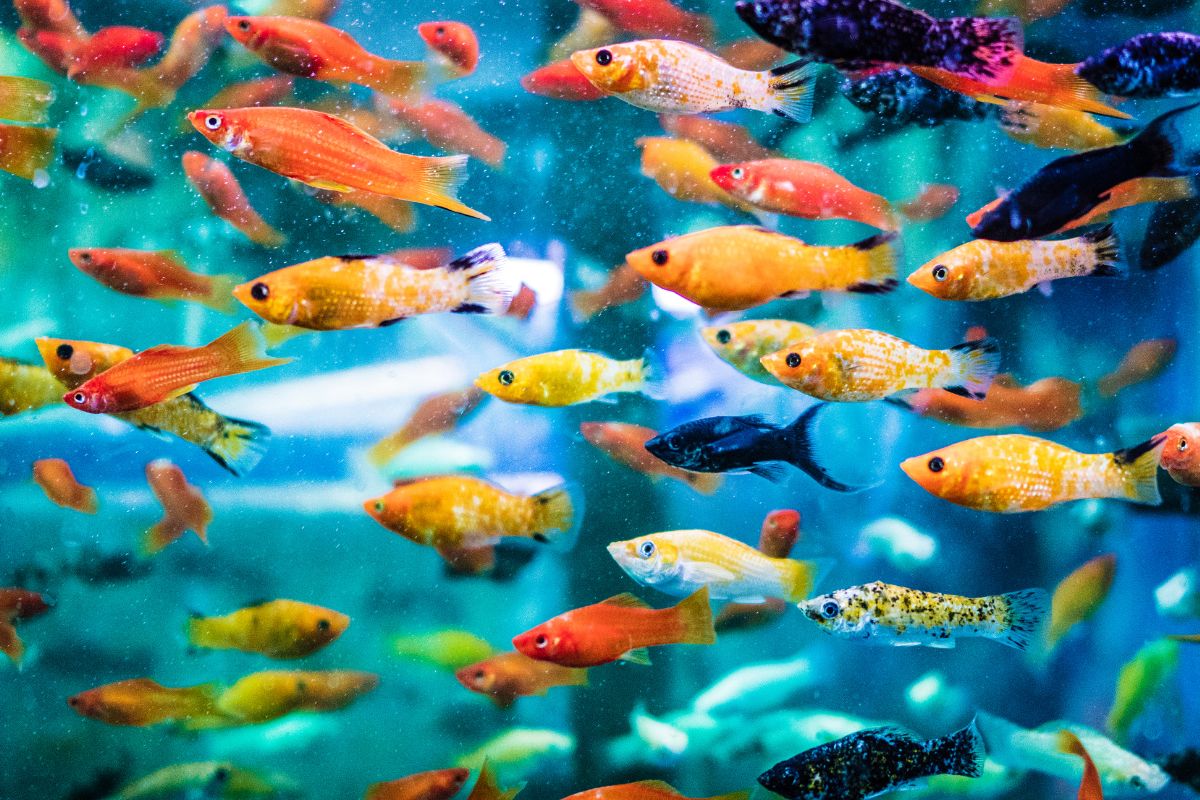 fish tank